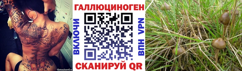 дарнет шоп  Курчатов  Псилоцибиновые грибы ЛСД 